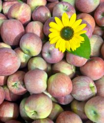 Picture of Äpfel Fuji 3kg