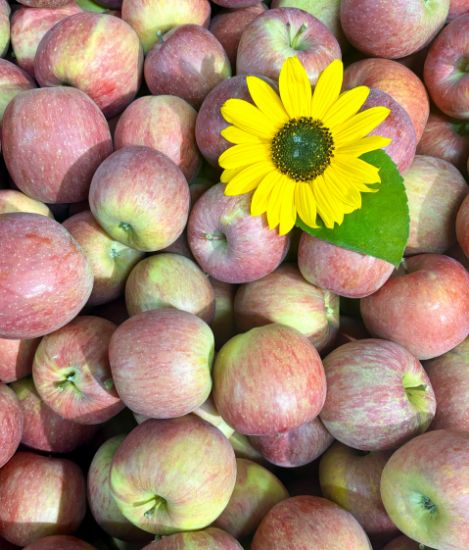 Picture of Äpfel Fuji 3kg