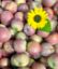 Zeige Details für Äpfel Fuji 1kg Bild von Äpfel Fuji 1kg