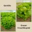 Bild von Salat 