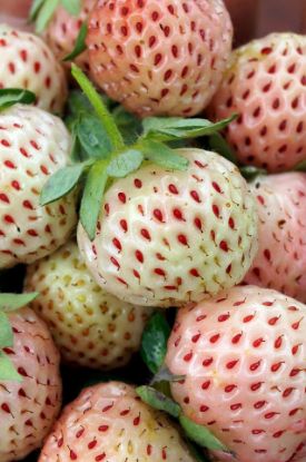 Picture of Weiße Erdbeeren