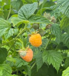 Bild von Himbeeren 150g