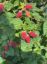 Picture of Taybeeren 200g