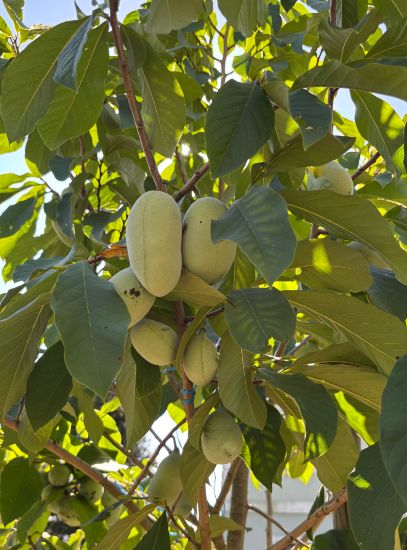 Picture of Indianerbananen (Paupau, Pawpaw)